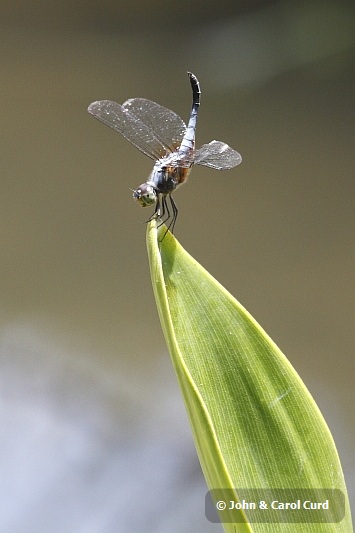 J01_1978 Brachydiplax chalybea.JPG